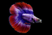 Betta Halfmoon Doubletail Multicolour - Male