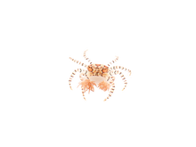 Pom Pom Anemone Crab