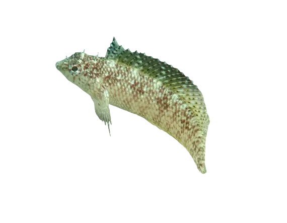 Rosy Blenny