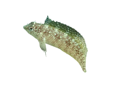 Rosy Blenny