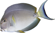 White Face Tang M