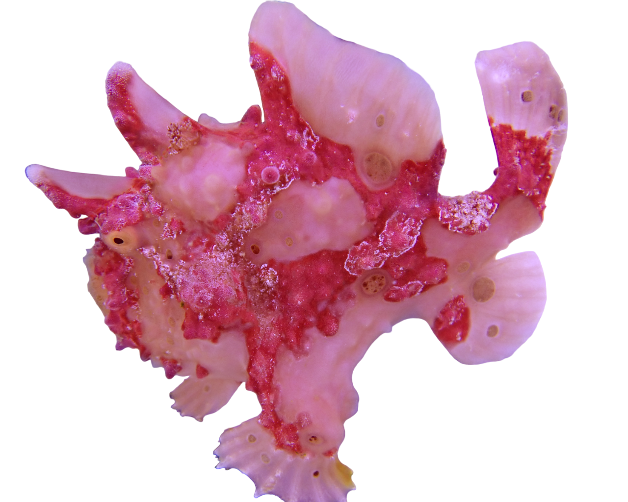 Coraline Frogfish 