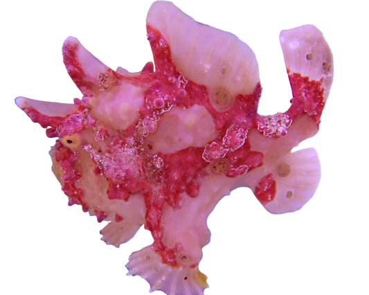 Coraline Frogfish 