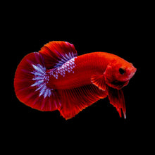 Plakat Betta - assorted