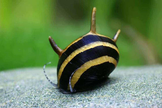 Bumble Bee Horn Snail - Clithon corona