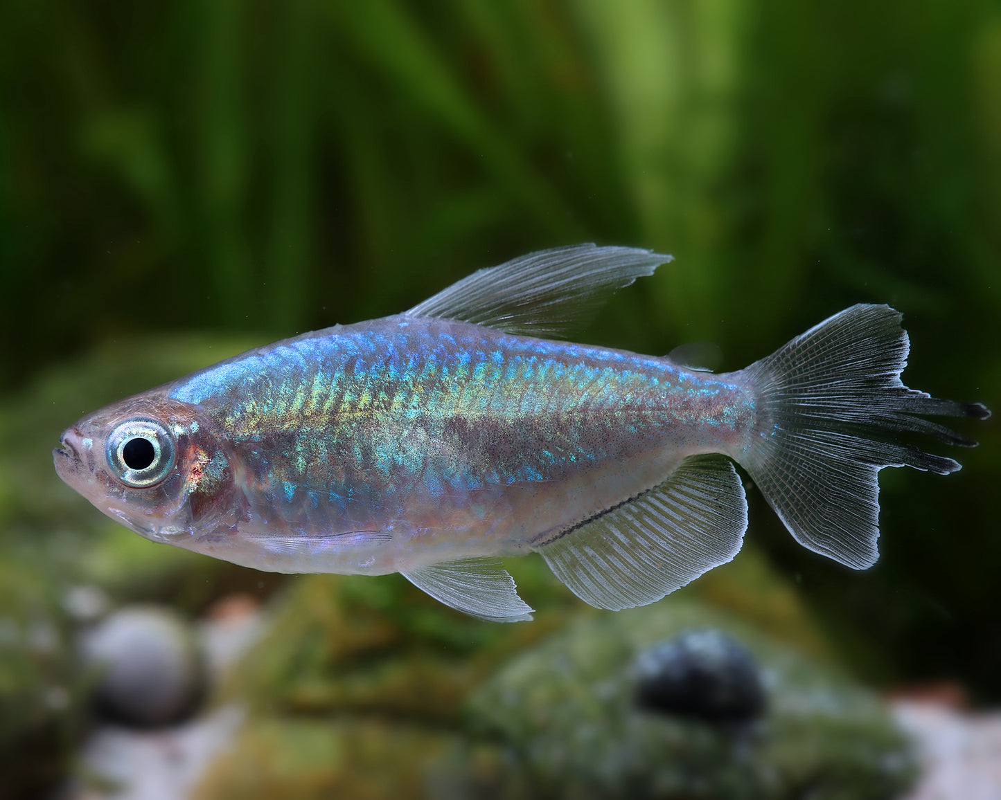 Congo Tetra