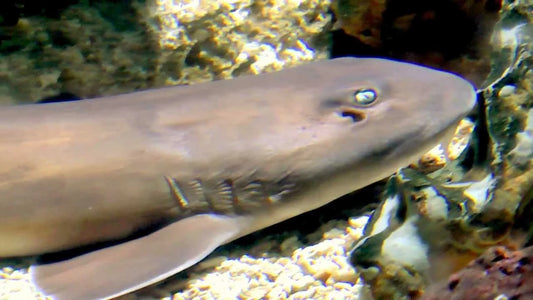 Grey Bamboo Shark