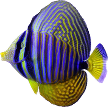 Desjardinii Sailfin Tang M