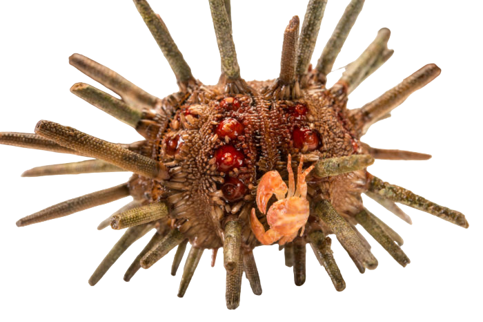 Pencil Urchin