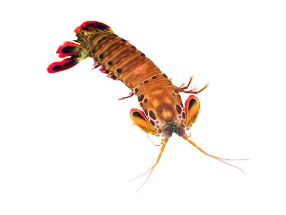 Peacock Mantis Shrimp M