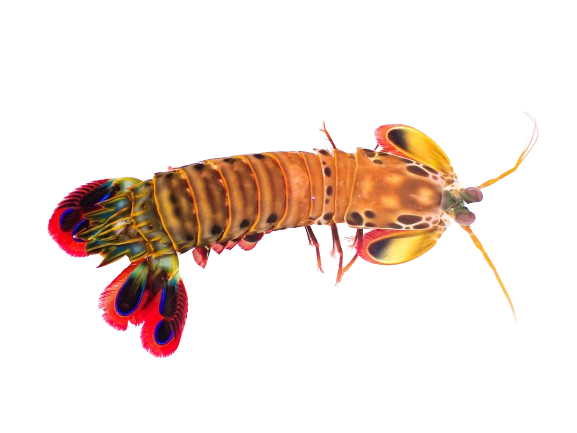 Peacock Mantis Shrimp M