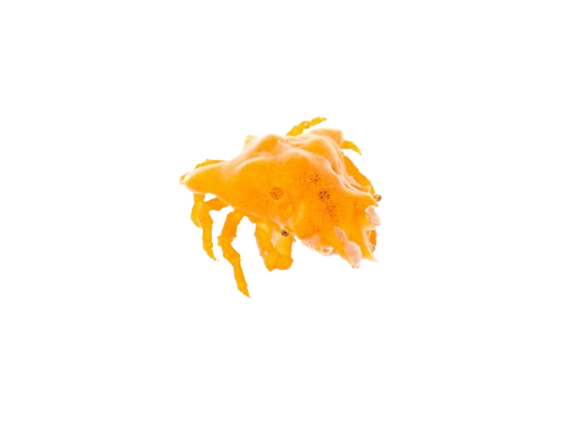 Orange Sponge Decorator Crab