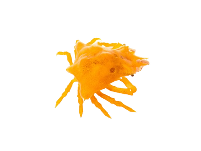 Orange Sponge Decorator Crab