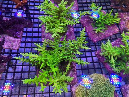 Green Dragon Frag