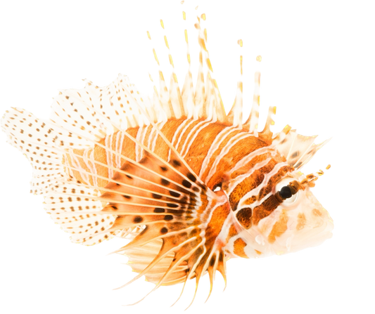 Antennata Lionfish S