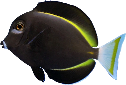 White Cheek Tang ML