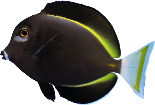 White Cheek Tang ML