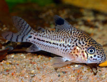 Leopard Corydoras -Corydoras julii