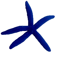 Blue Starfish M