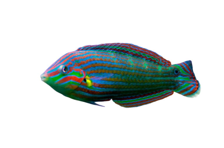 Melanurus Wrasse Female