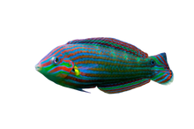 Melanurus Wrasse Female