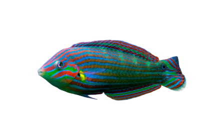 Melanurus Wrasse Female