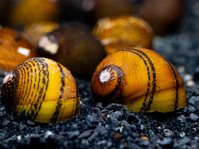 O Ring Nerite Snail