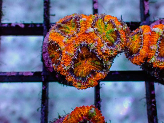 Citrus Acan