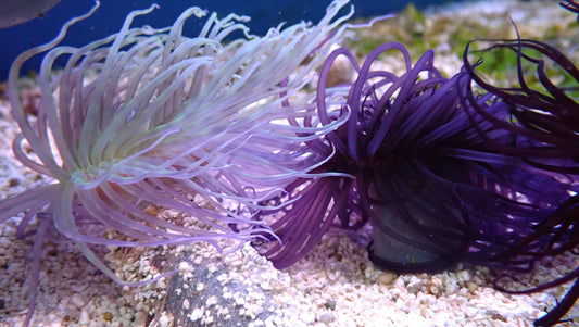 Tube Anemone - Dark Purple