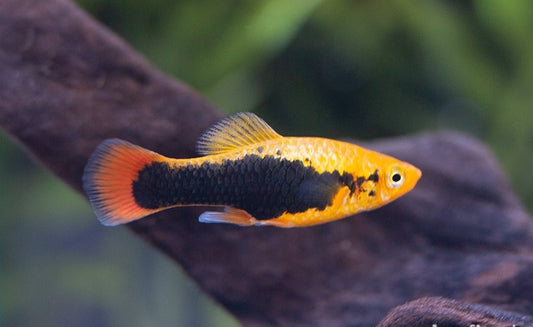 Platy Hawaii Variatus