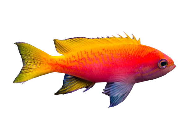 Twinspot Anthias - Female