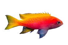 Twinspot Anthias - Female