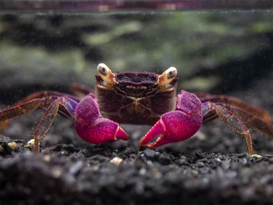 Purple Vampire Crabs