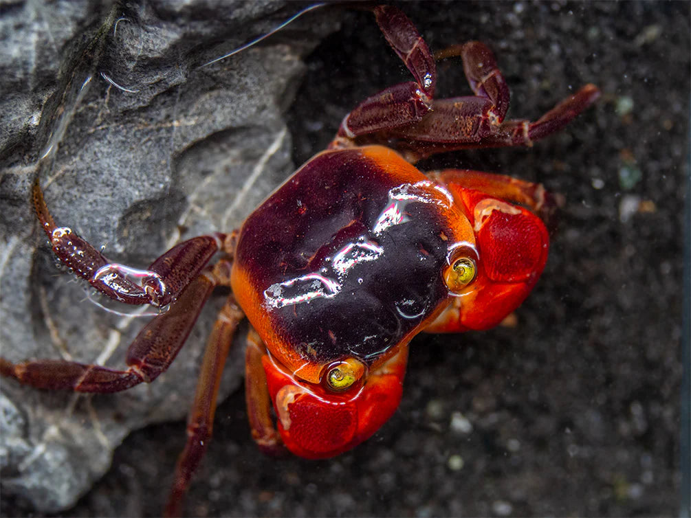 Red Apple Vampire Crabs