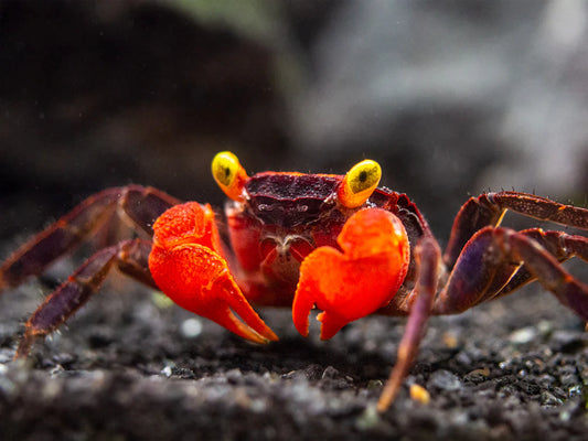 Hagen Red Devil Vampire Crabs