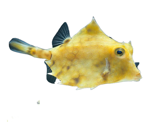 Thorn Backed Cowfish 