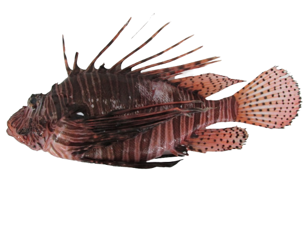 Miles Lionfish L