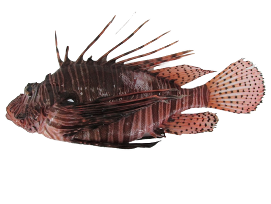 Miles Lionfish L