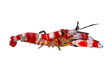 Candy Pistol Shrimp