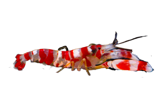 Candy Pistol Shrimp