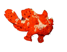 Warty Frogfish - Red L