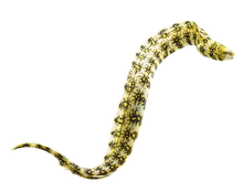 Snowflake Eel M