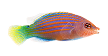 Six Line Wrasse