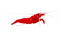 Blood Shrimp L