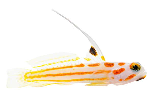 Yasha Haze Shrimp Goby L