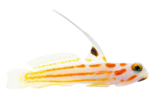 Yasha Haze Shrimp Goby L