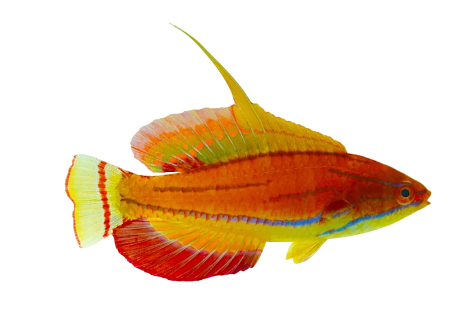 McCoskers Wrasse Male