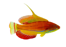 McCoskers Wrasse Male