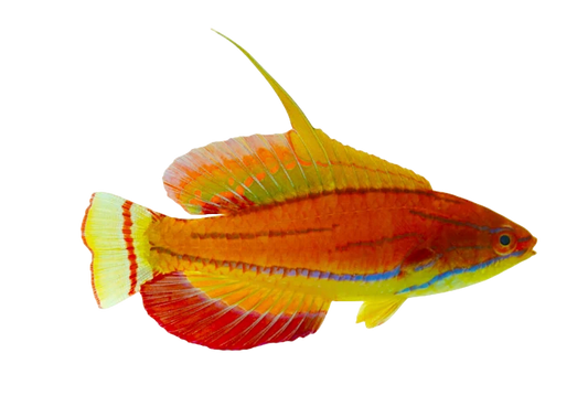 McCoskers Wrasse Male