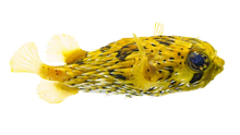 Porcupine Puffer S